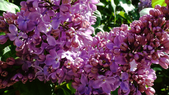 19 (700x393, 411Kb)
