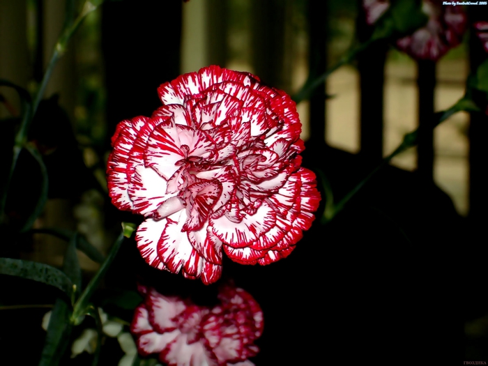 11 (700x525, 192Kb)