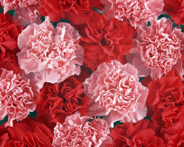 23 (700x560, 337Kb)