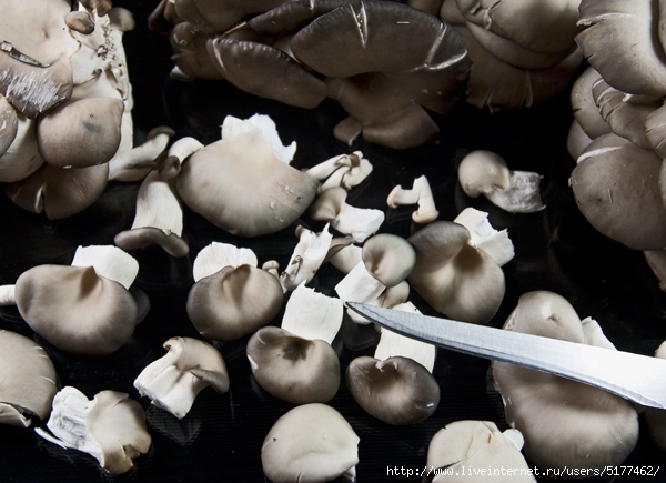 5177462_552 (600x435, 185Kb)