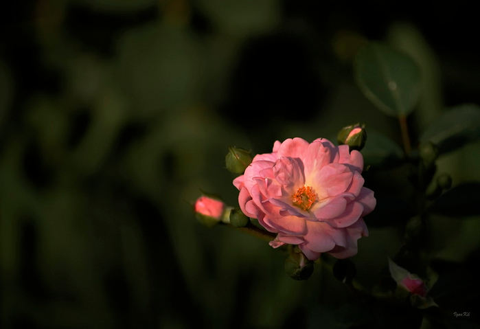 16 (700x479, 207Kb)