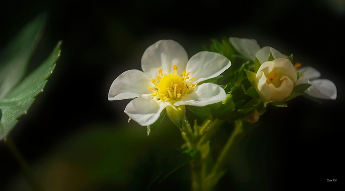 9.0 (700x389, 163Kb)