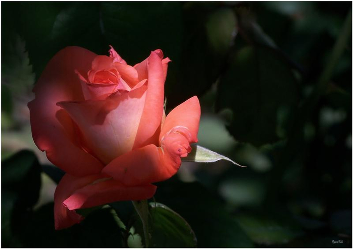 12 (700x494, 186Kb)
