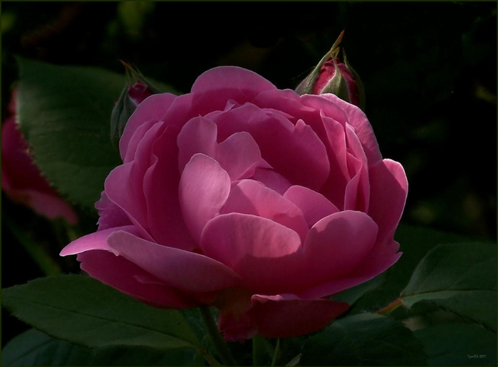 1 (700x515, 235Kb)