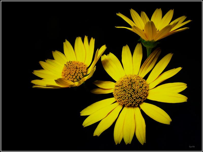 2 (700x523, 239Kb)