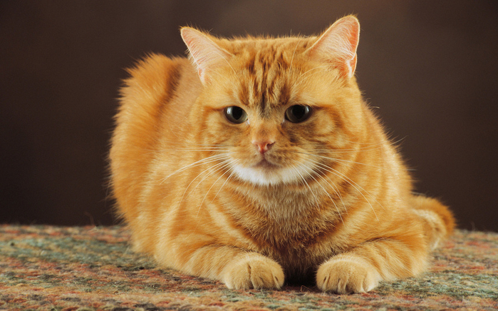 4 (700x436, 376Kb)