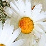 30 выкуп CND