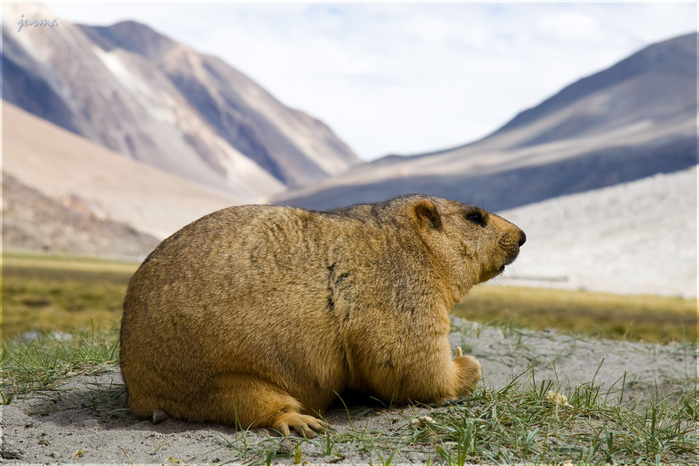 tibet2_bol (700x466, 137Kb)