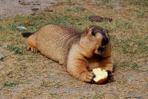 cLteRxBGoto (510x340, 72Kb)