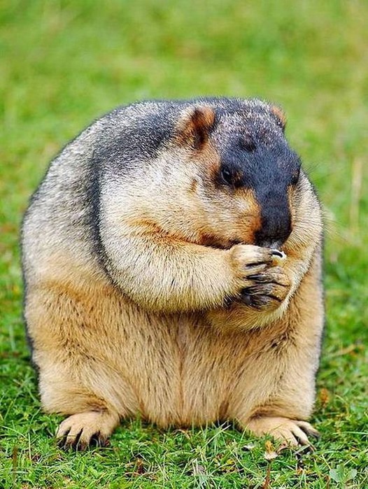 90024 (526x700, 130Kb)