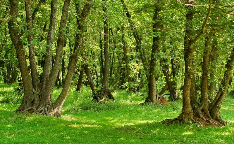 Баян  Аул!  Роща Чёрной  ольхи!