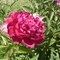 32 выкуп CND