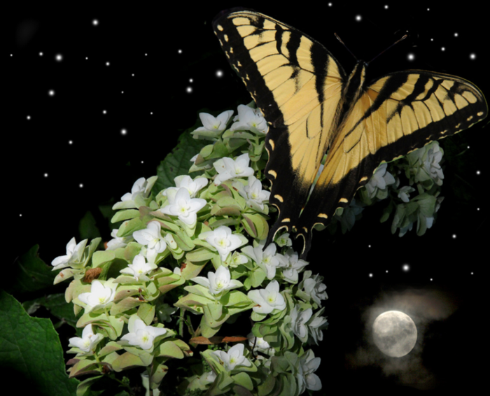 9.0 (700x566, 469Kb)