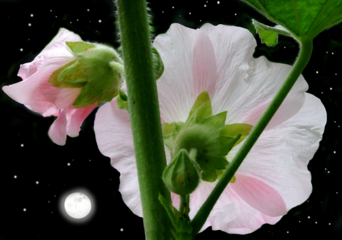 21.0 (700x491, 414Kb)