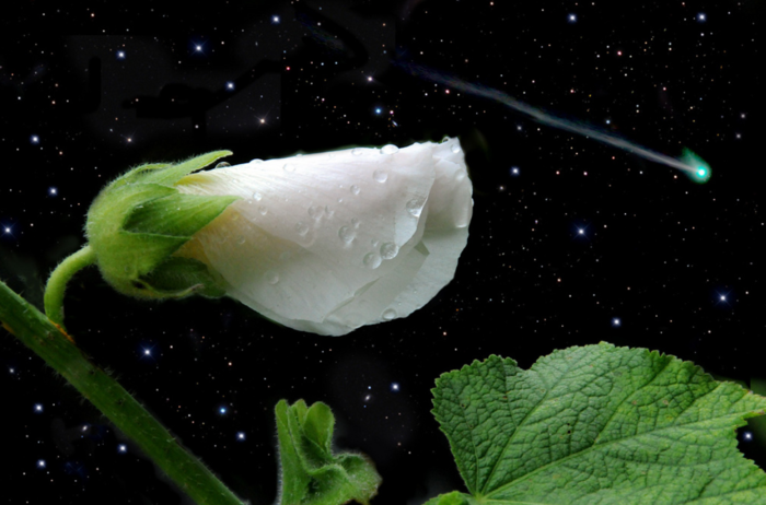 18.0 (700x462, 352Kb)