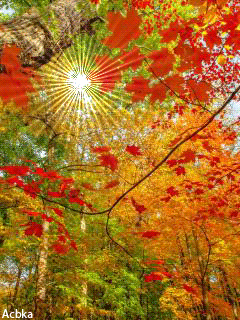 1170850 (240x320, 182Kb)