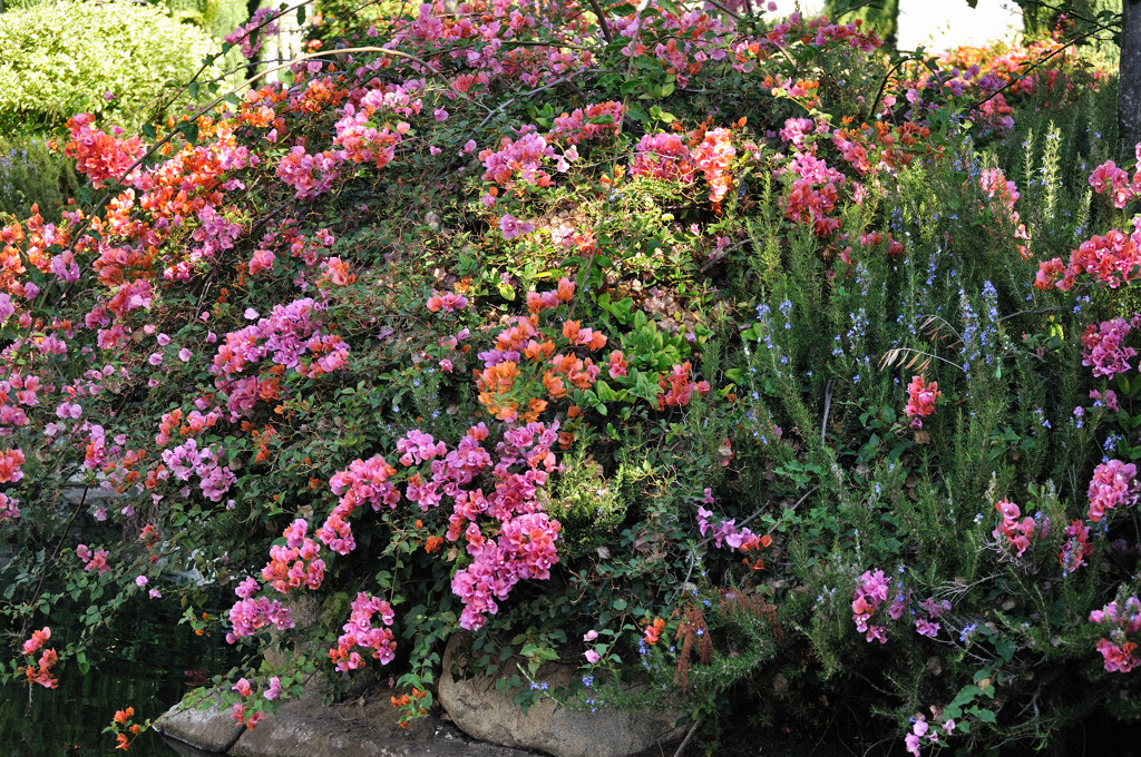 Taken on the Kelby Photowalk 2011 at Disneyland, California