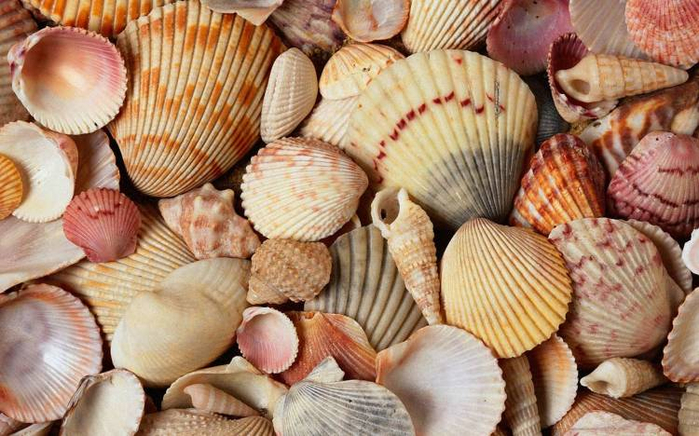 shells (700x436, 385Kb)