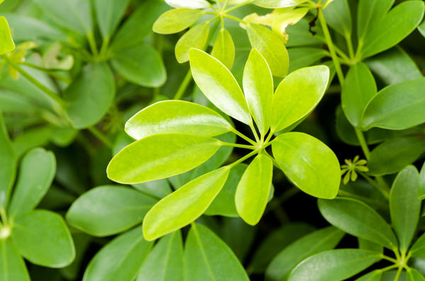 Schefflera leucantha R. Vig