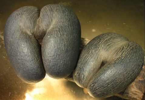 ������� �����