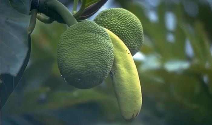 ������� �����