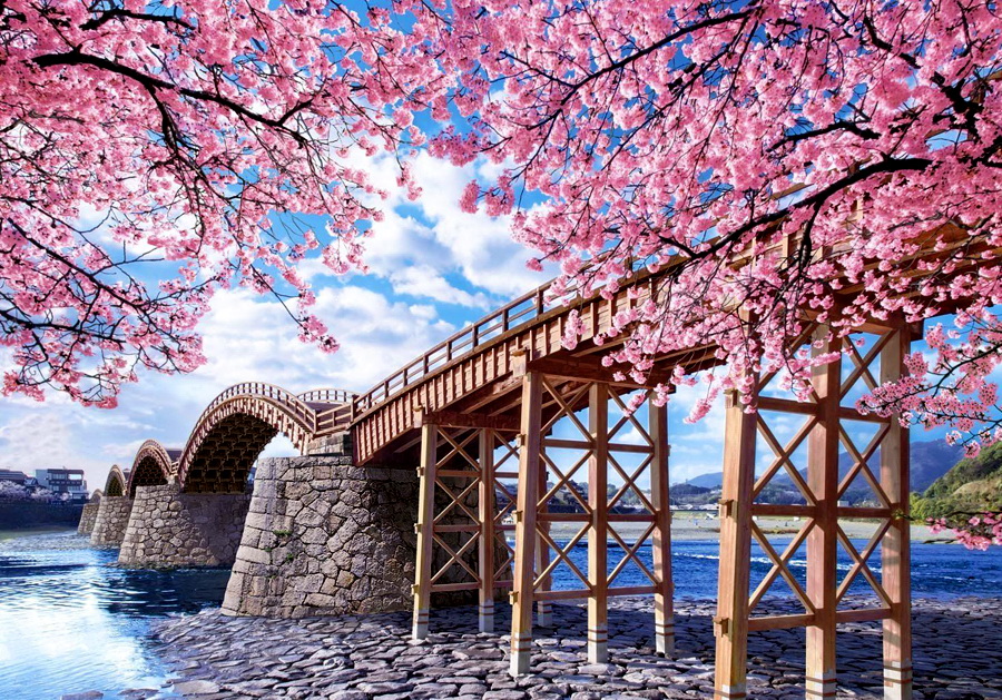 Big blossom. Сакура пейзаж. Сакура мост. Сакура. Мостик.