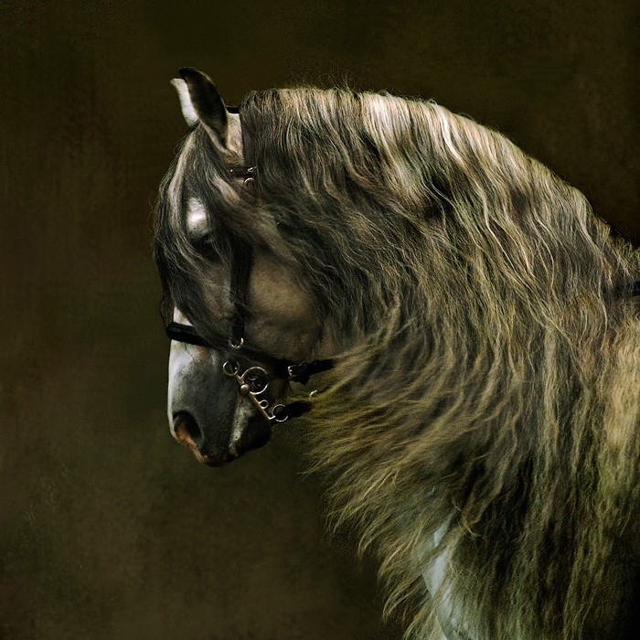 андалузская лошадь4 (700x700, 412Kb)