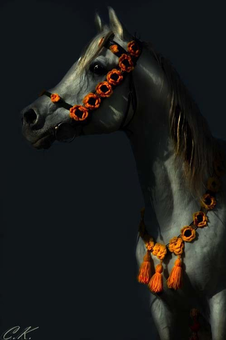 арабская лошадь4 (465x700, 131Kb)