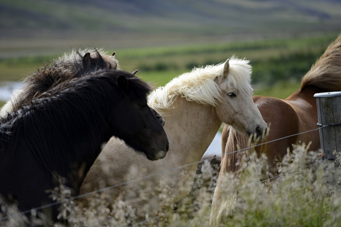 исландская лошадь4 (700x466, 264Kb)