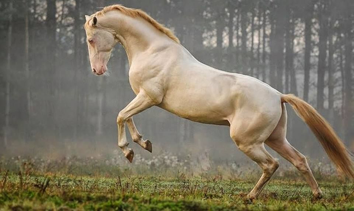 ахалтекинская лошадь (700x417, 235Kb)