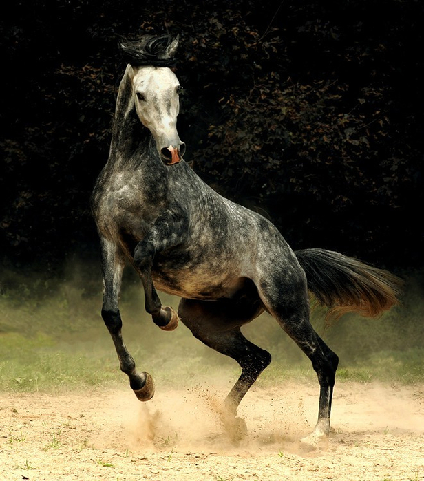арабская лошадь7 (616x700, 422Kb)