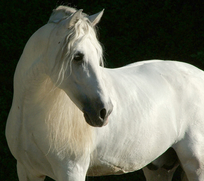 андалузская лошадь6 (700x621, 436Kb)