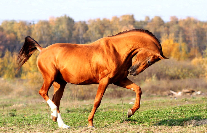 донская лошадь (700x450, 397Kb)