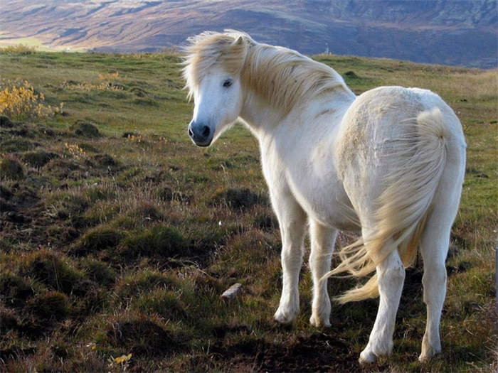 исландская лошадь3 (700x525, 429Kb)