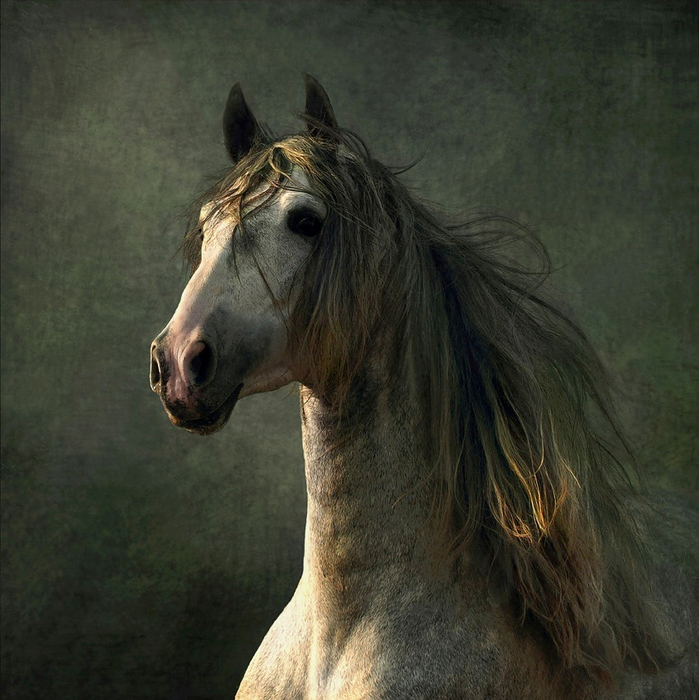 андалузская лошадь3 (699x700, 478Kb)