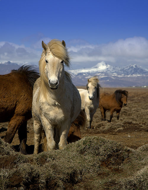 исландская лошадь2 (500x640, 262Kb)