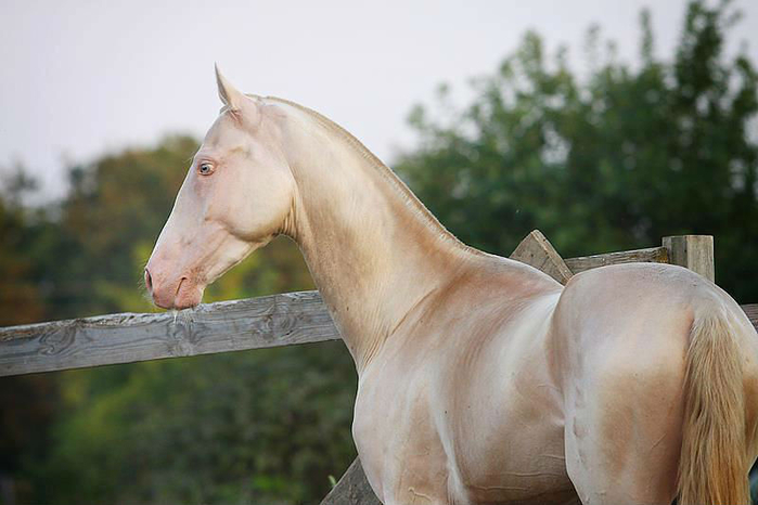 ахалтекинская лошадь2 (700x466, 250Kb)