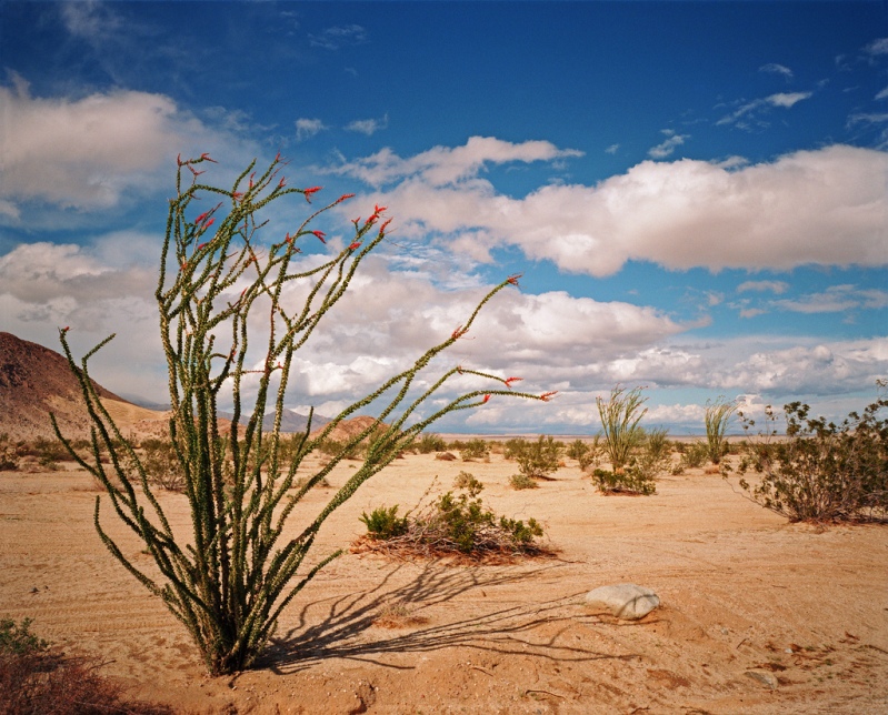 Растения пустыни
