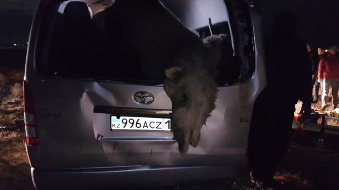При столкновении автомобиля с верблюдом на трассе Актау - Жетыбай погиб человек