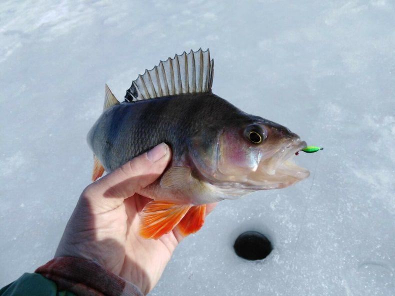Безмотылка для зимней рыбалки на окуня фото Безмотылка для зимней рыбалки на окуня фото
