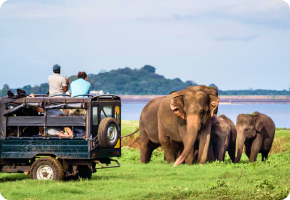 Великолепная  Шри-Ланка