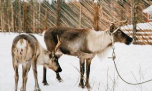 Веселые январские каникулы в Карелии
