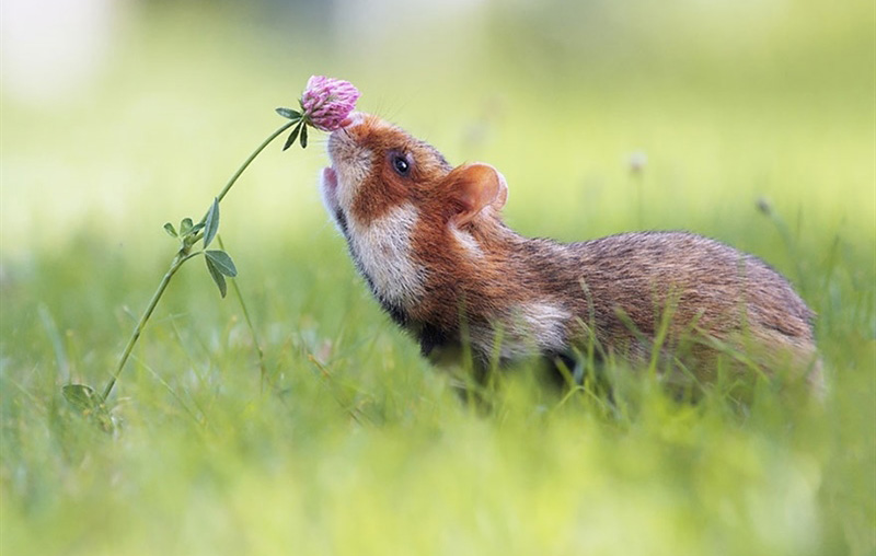 animals smelling flowers