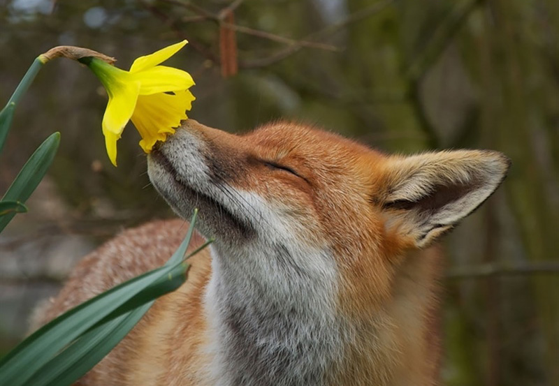 animals smelling flowers