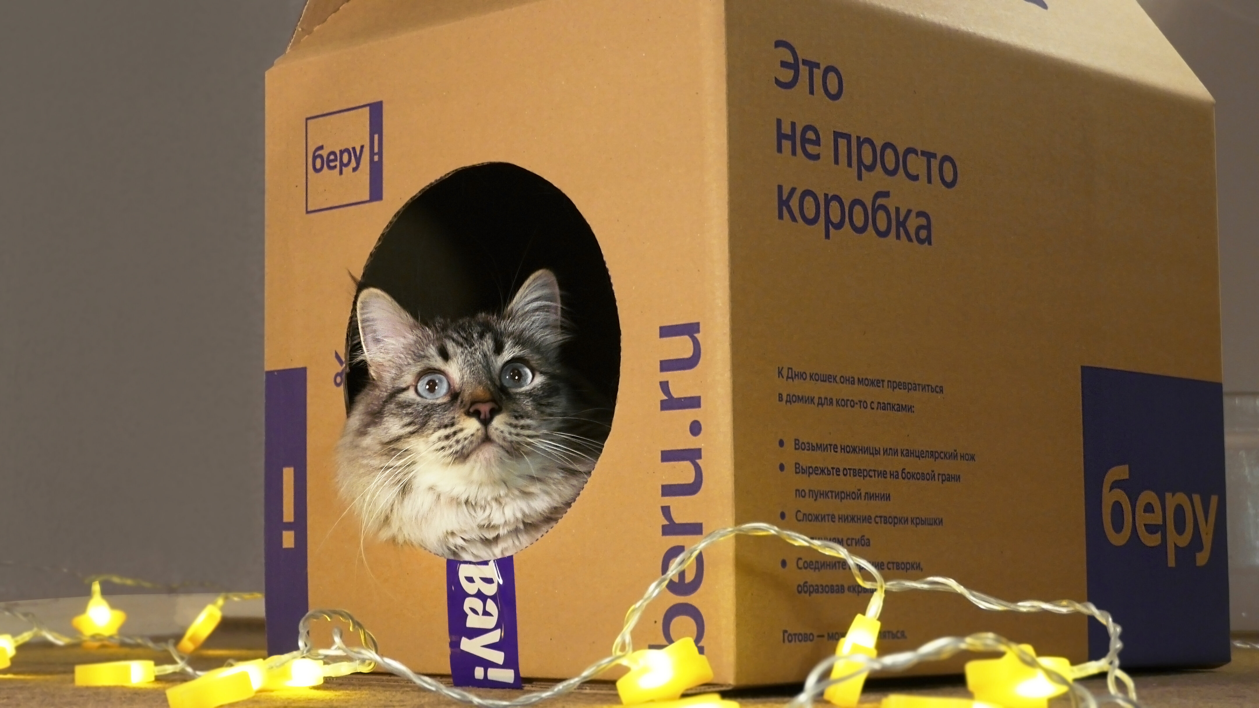 Идея дня: серия коробок ко дню кошек