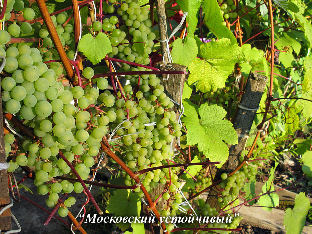 Moskovskii_ustoichivii