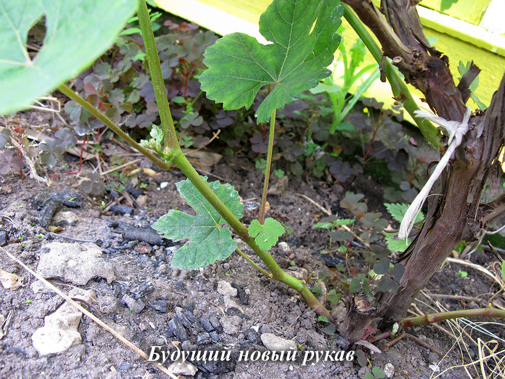Novyi_rukav