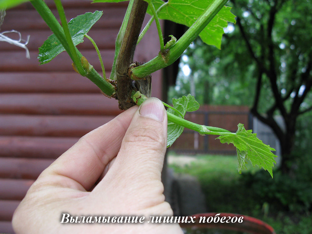 Vylamyvanie_pobegov