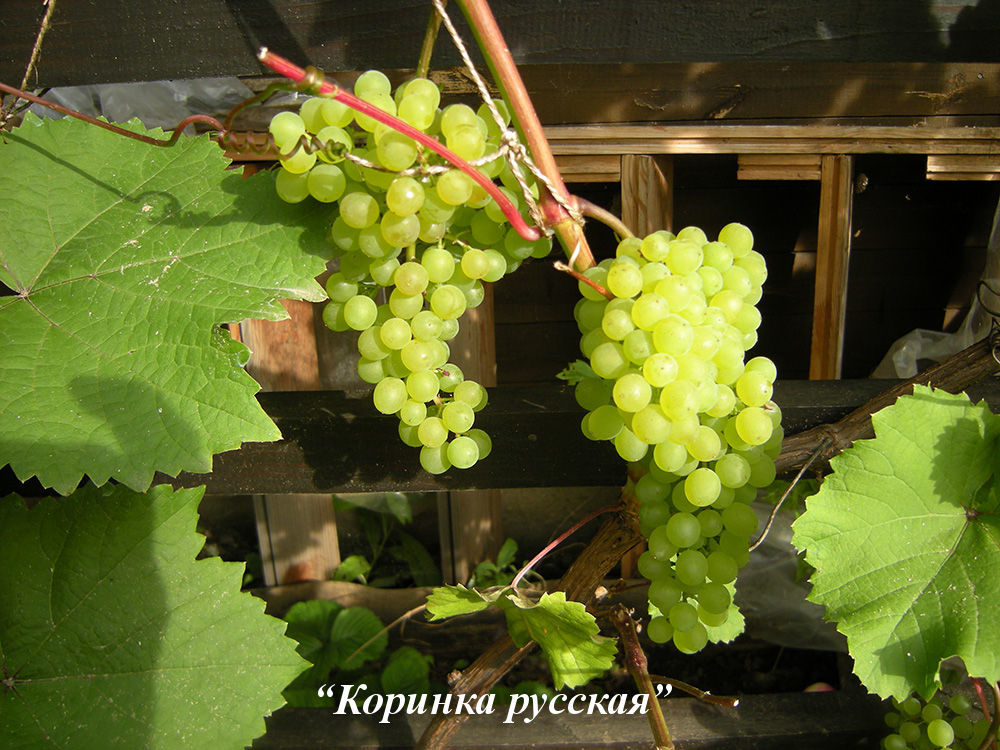 Korinka_russkaya