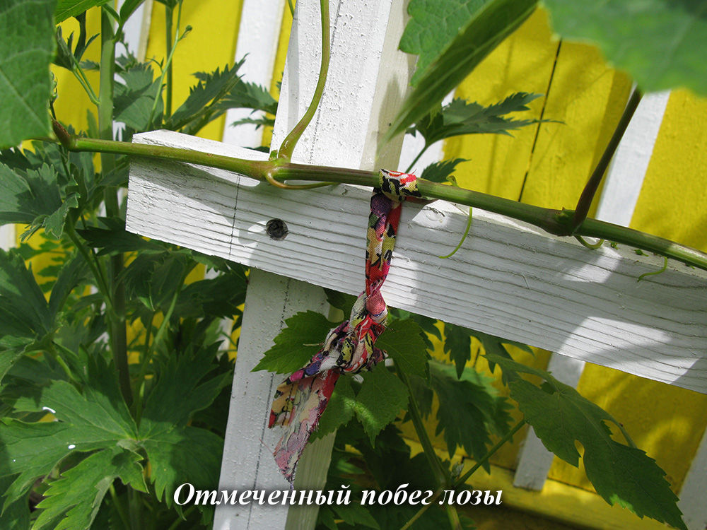 otmechennyi_pobeg